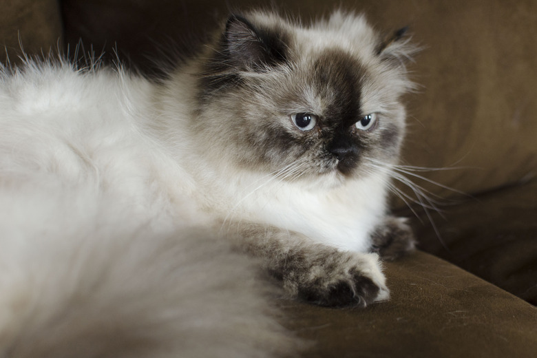 Closeup of a cat