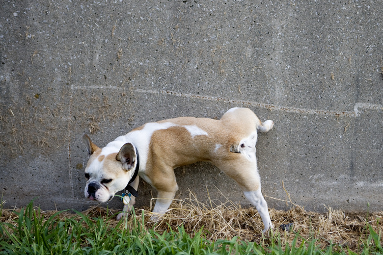 Dog peeing on wall