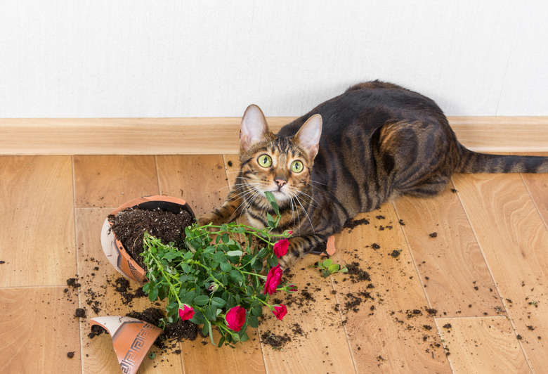 cat with broken flower pot on floor