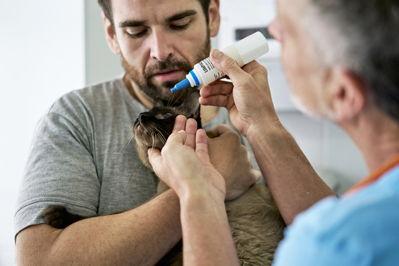 Veterinarian Putting Drops in Cat's Eye During Medical Exam