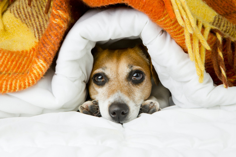 Are weighted blankets safe for dogs sale