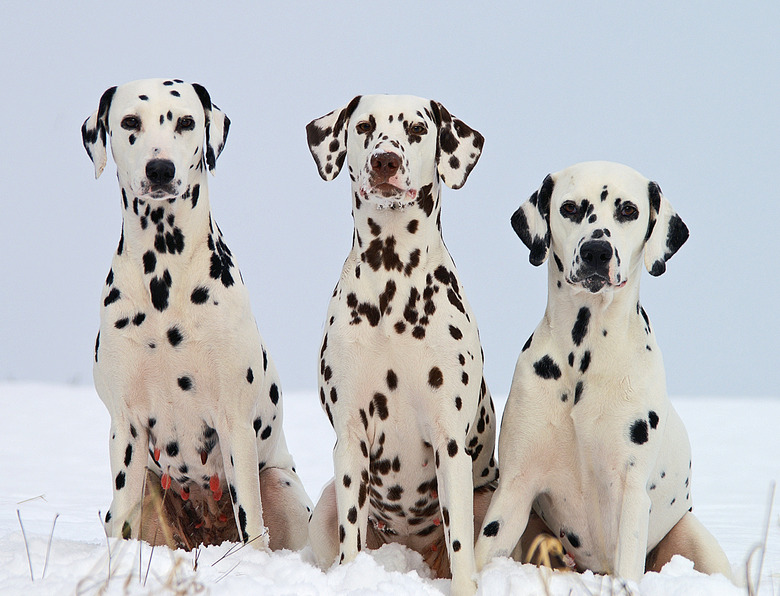 3 Dalmatian dogs in a row sitting on snow