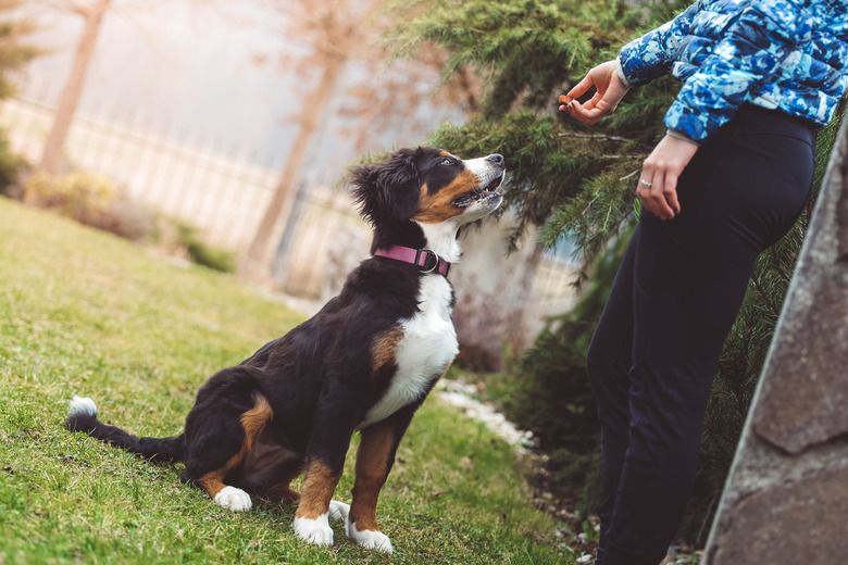 Training dog