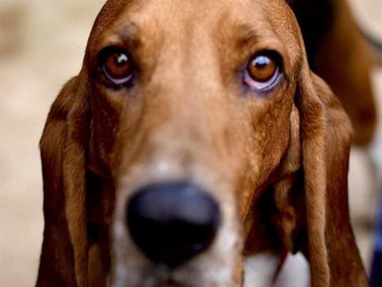 Basset Hound dog looks you right in eye