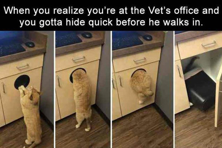 funny pets memes to make you laugh