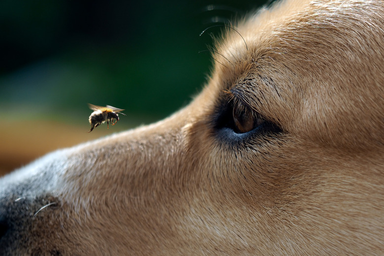 Calamine lotion on dog best sale