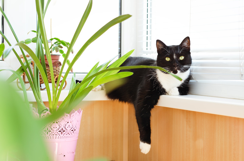 Beautiful Black Cat With Green Eyes Sits On The Balcony In Sunny Spring Day At Home