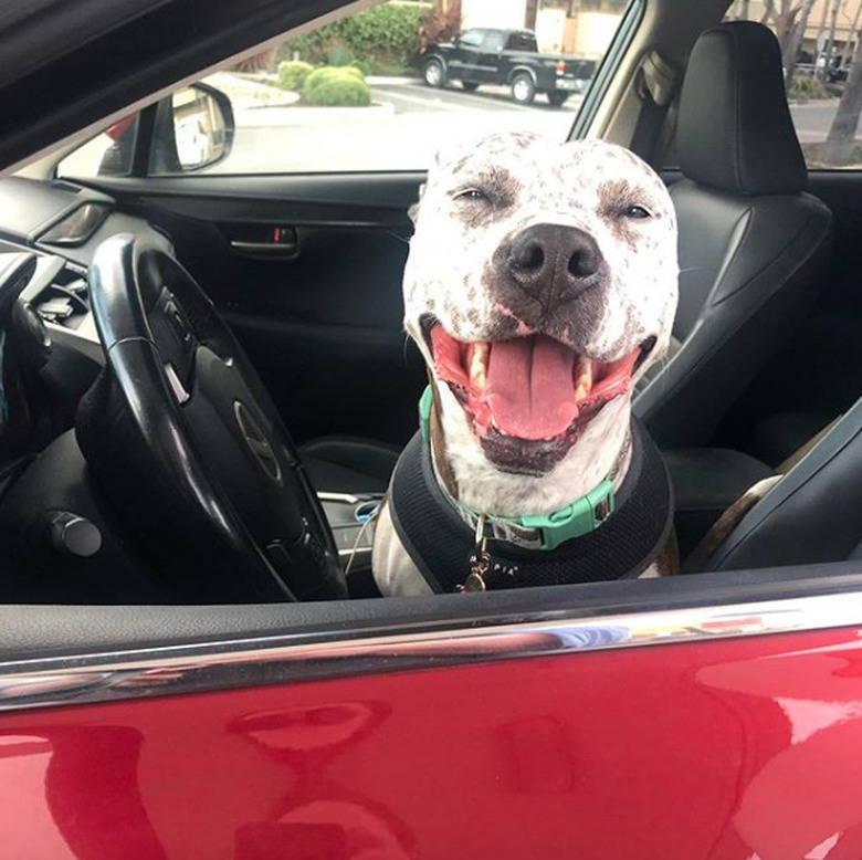 A happy pitbull is sitting in the driver