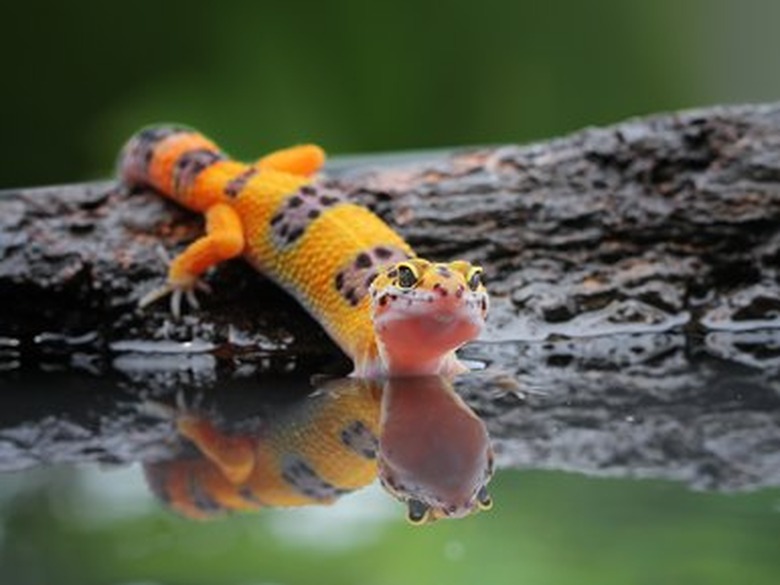 Portrait of a leopard gecko by water