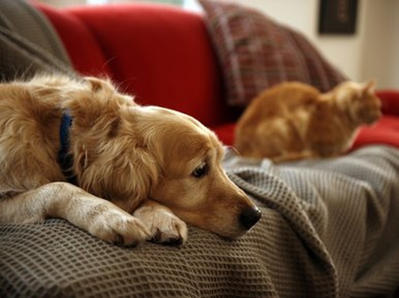 Golden retriever dog with ginger tabby cat resting on sofa (focus on foreground)