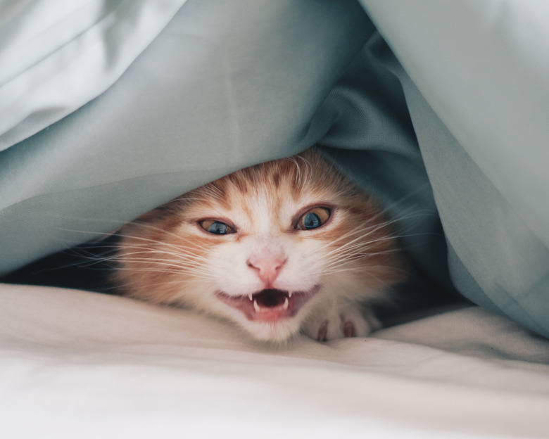 Close-Up Portrait Of Cat Meowing Under Blanket On Bed