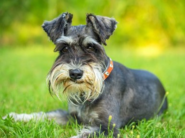 Miniature schnauzer lying on the grass