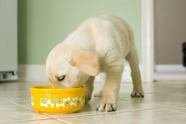 Yellow Lab Puppy