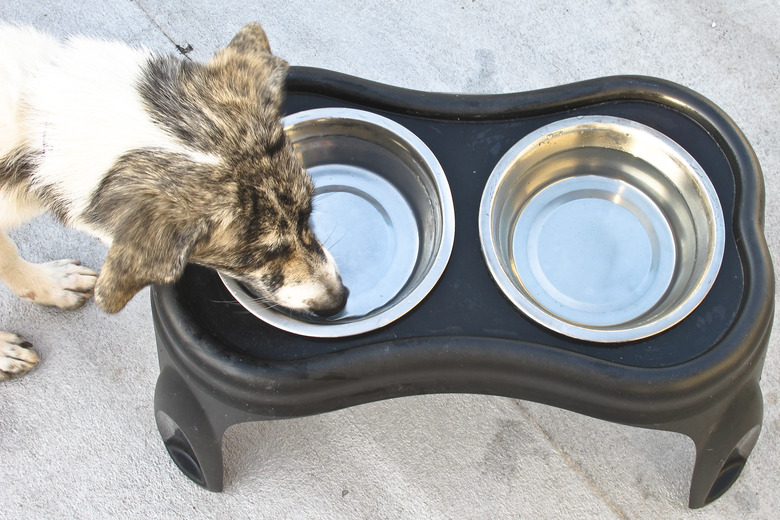 A white and black dog drinking from a water bowl, above shot