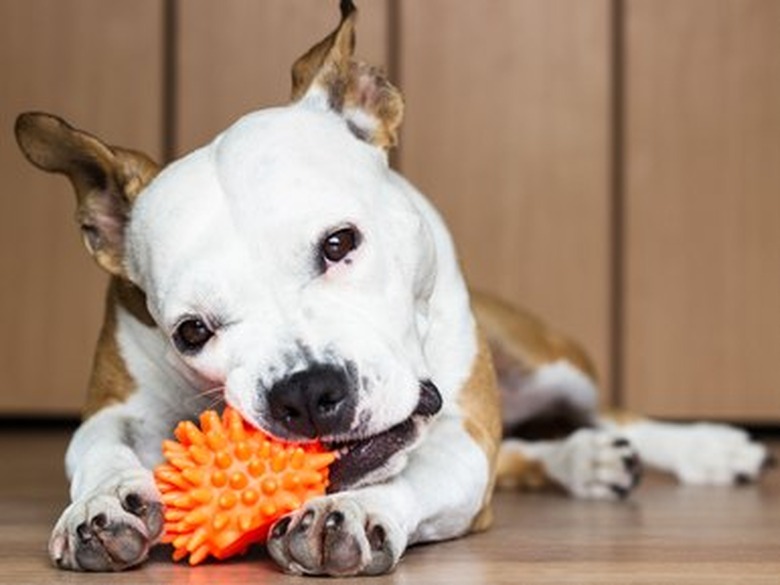 Playful and cute dog chewing a toy at home