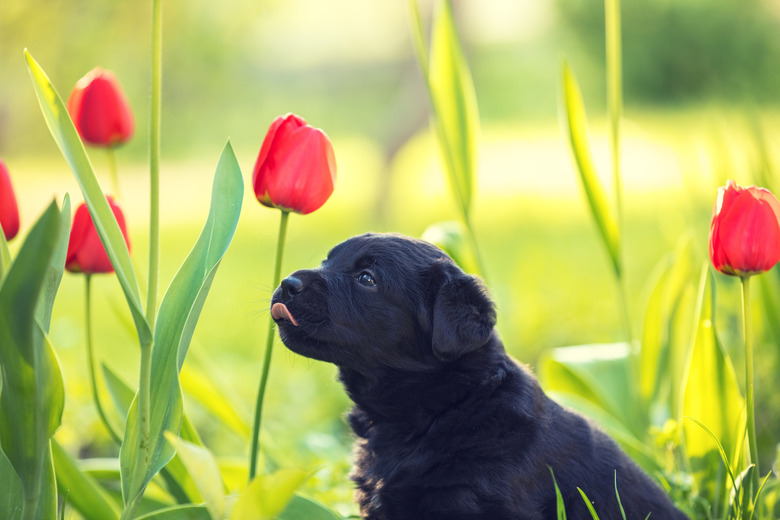 Labrador retriever puppy wearing dandelion wreath, sitting in the grass in spring