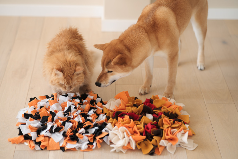 Competition Between A Cat And A Dog. Finding Treats In Homemade Educational Snuffle Mats For Pets.