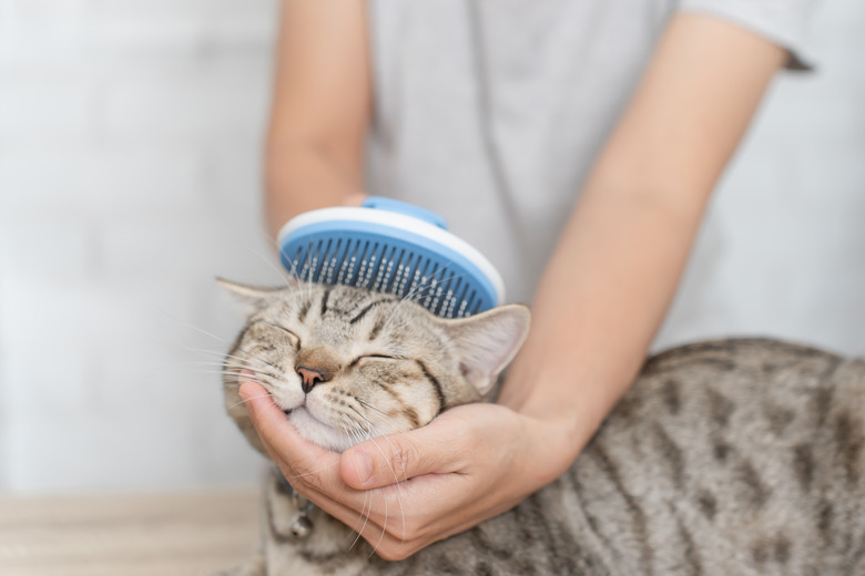 Groomer brushing and holding the top of a happy cat