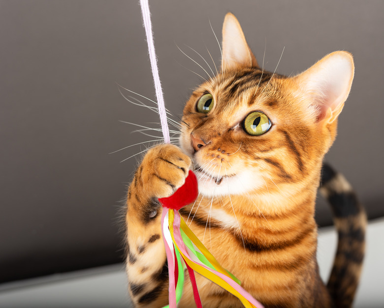 Bengal cat with a teaser in its paw.