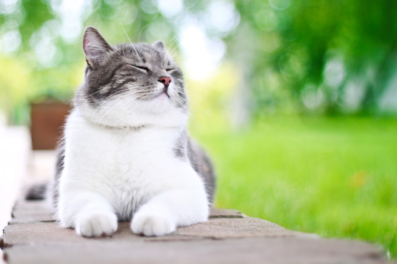 Cute cat sunning itself happily outdoors