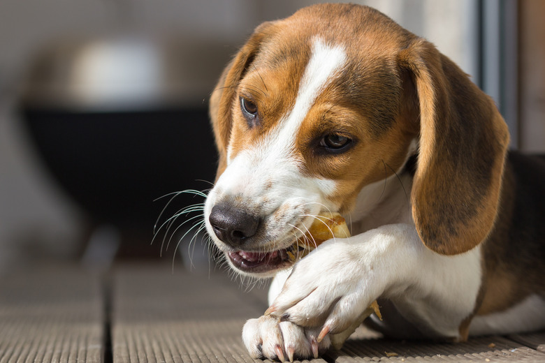 Puppies chewing sticks safe best sale