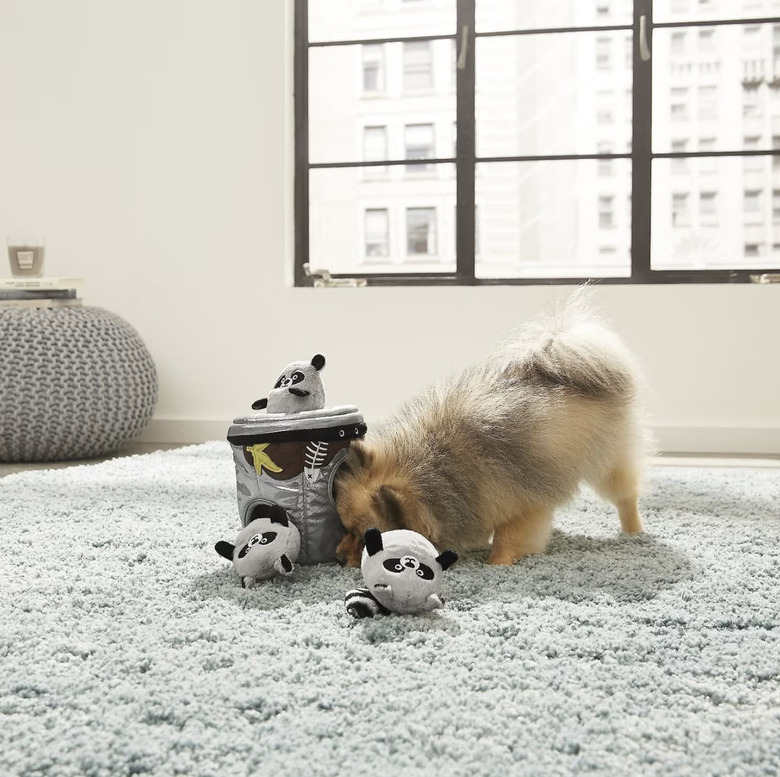 Pomeranian sticking its nose into a plush 