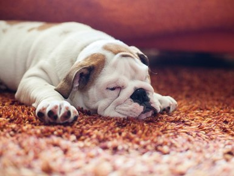 English Bulldog Puppy on carpet