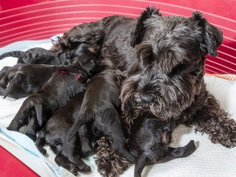 Dog breed miniature schnauzer puppies feeds