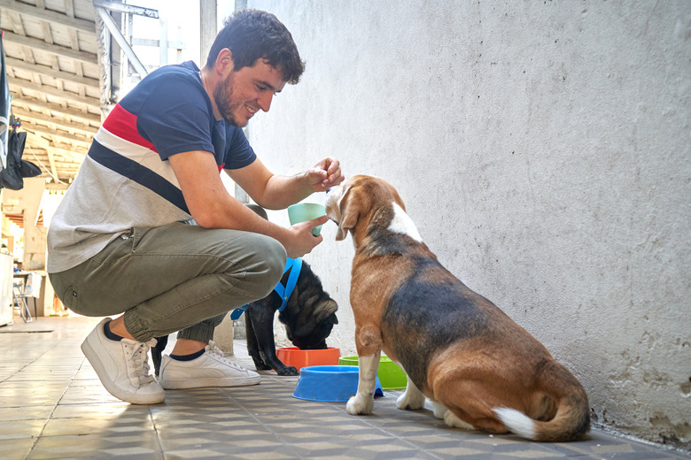 Man feeding dog by hand