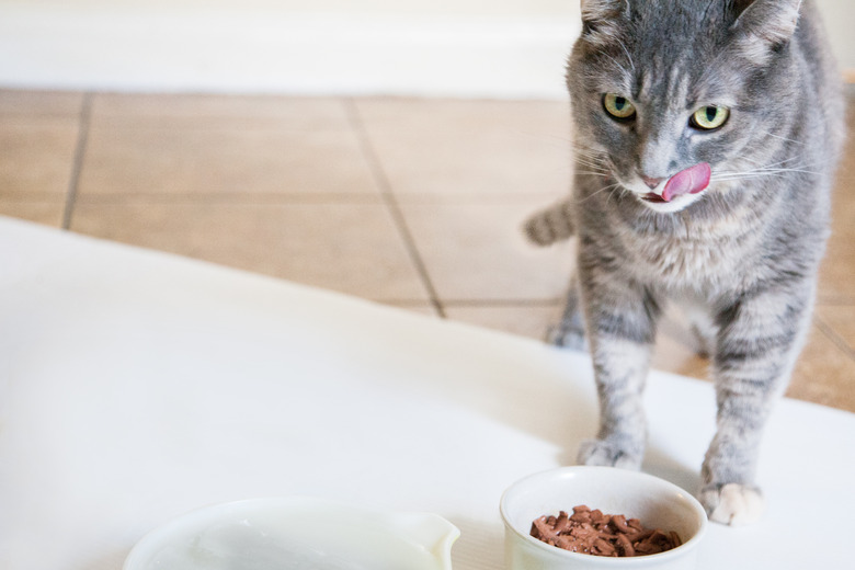 How Do You Know if Your Cat is Getting Enough Water