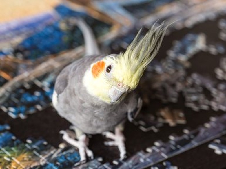 Grey Corella Parrot (Nymphicus hollandicus) sitting on the table.