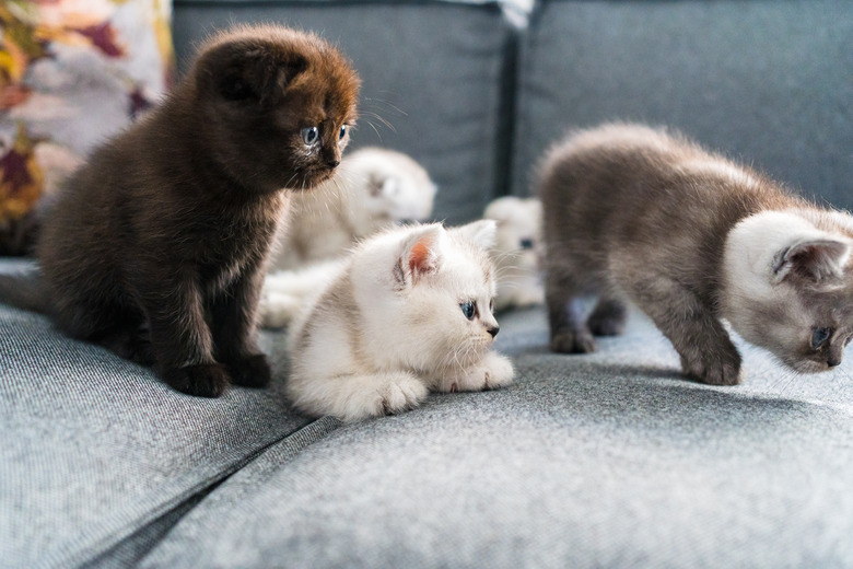 5 kittens on a couch