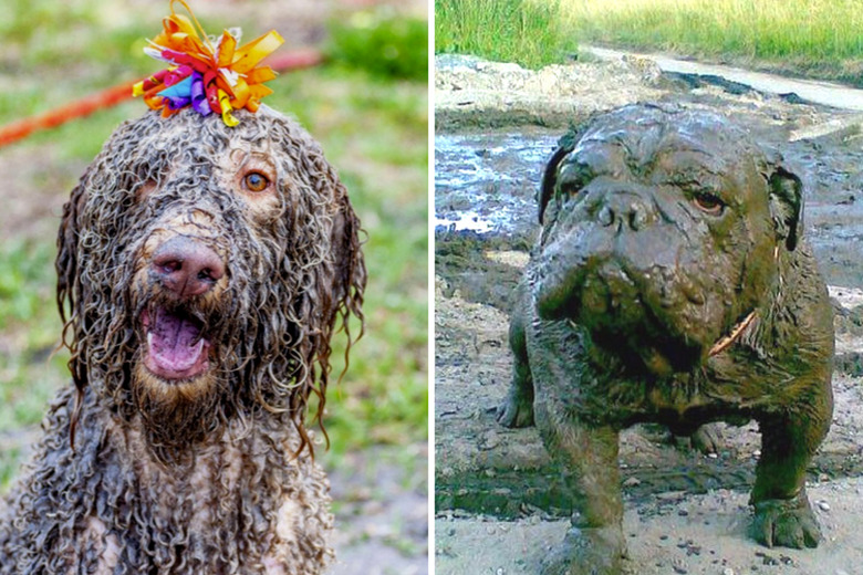 muddy dogs who love getting muddy