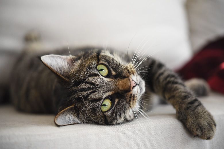 tabby cat relaxed on the sofa looks at the camera