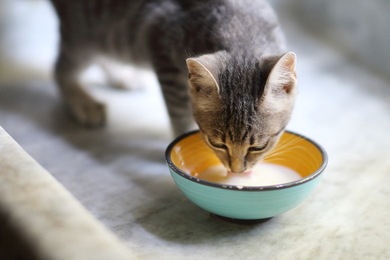 Why Do Cats Love Dairy And Should They Have It Cuteness