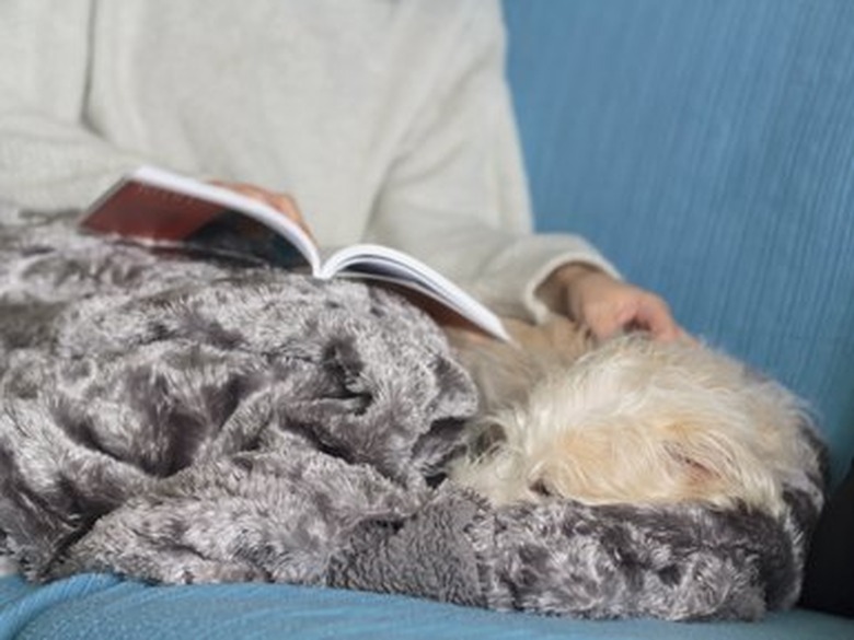 Woman on sofa covered with blanket reading a book and petting her dog