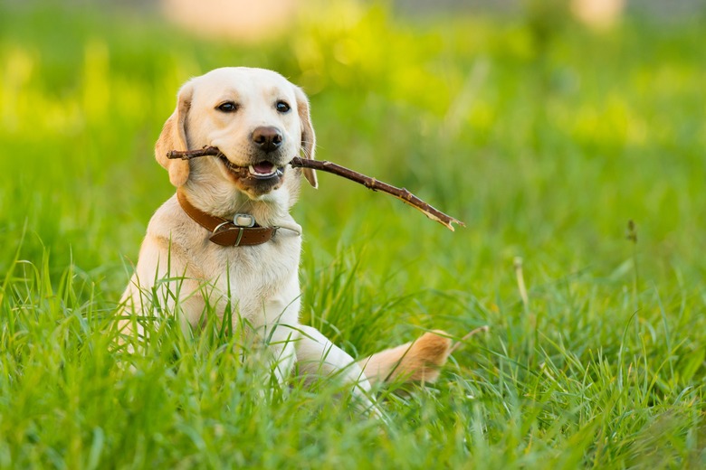 Golden lab with stick in grass.