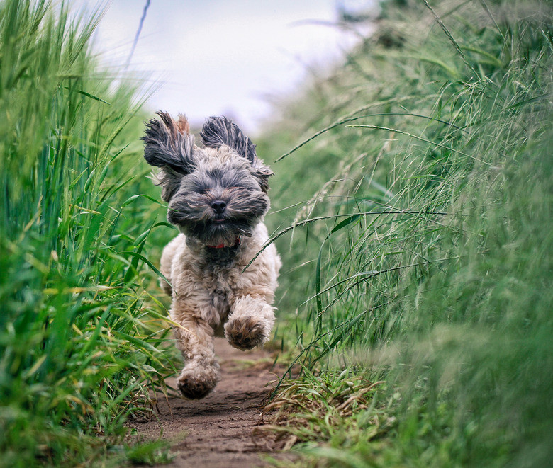 Small longhaired dog running through field