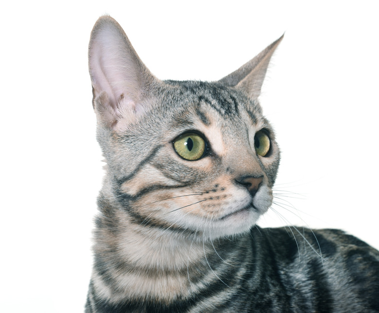 Close-up of a silver Bengal kitten looking ahead.