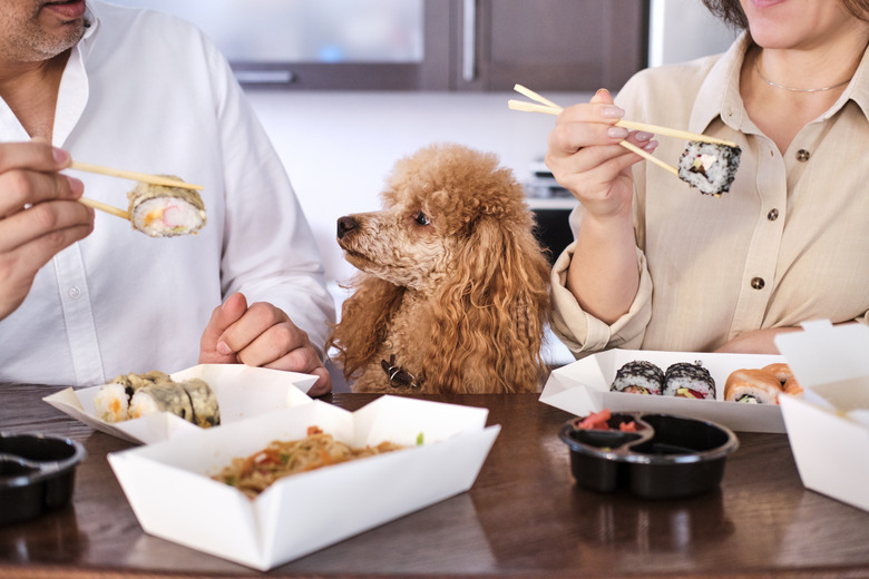 Couple enjoy japanese sushi meal at home while their dog watches