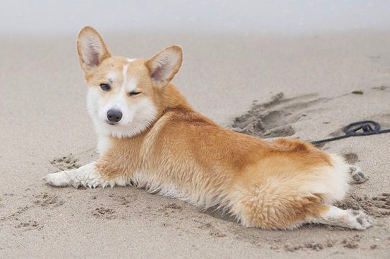 animals showing off their sploots