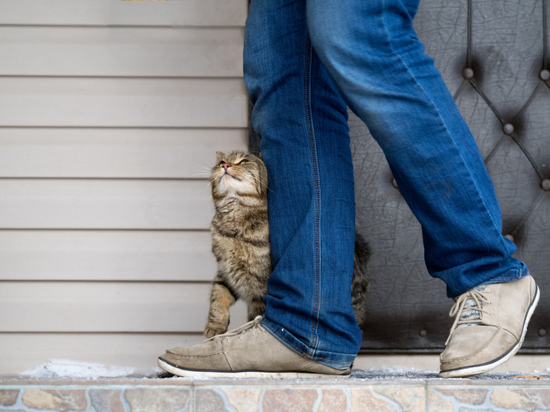 A cat rubbing against a human