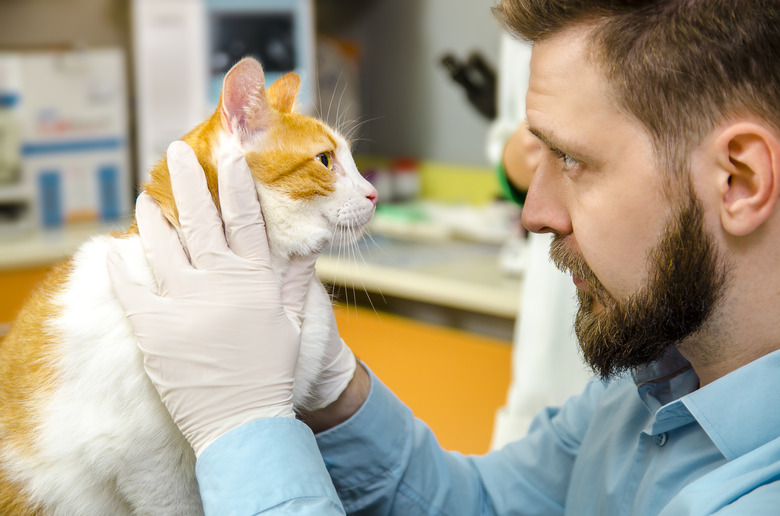 Veterinarian checking cat