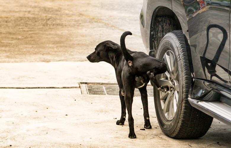 black dog peeing on car tire