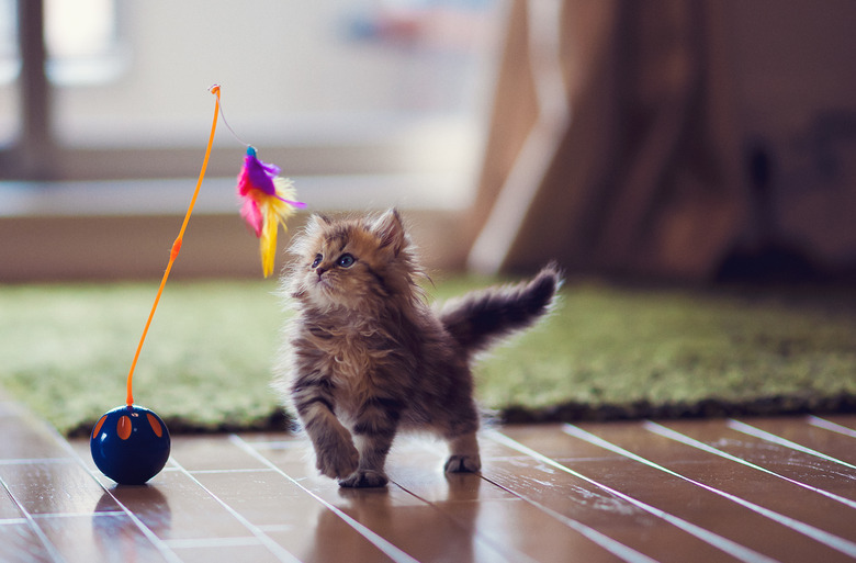 Cat carries toy and meows hotsell