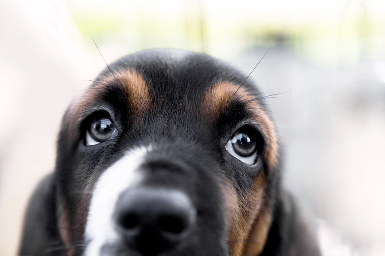 Basset hound puppy