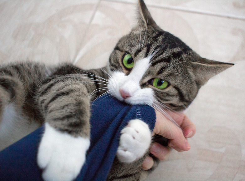 Domestic pet cat with bright green eyes plays biting arm