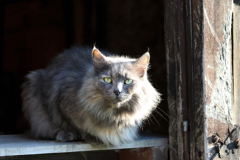 Large grey cat