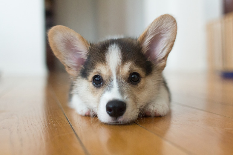 Corgi puppy