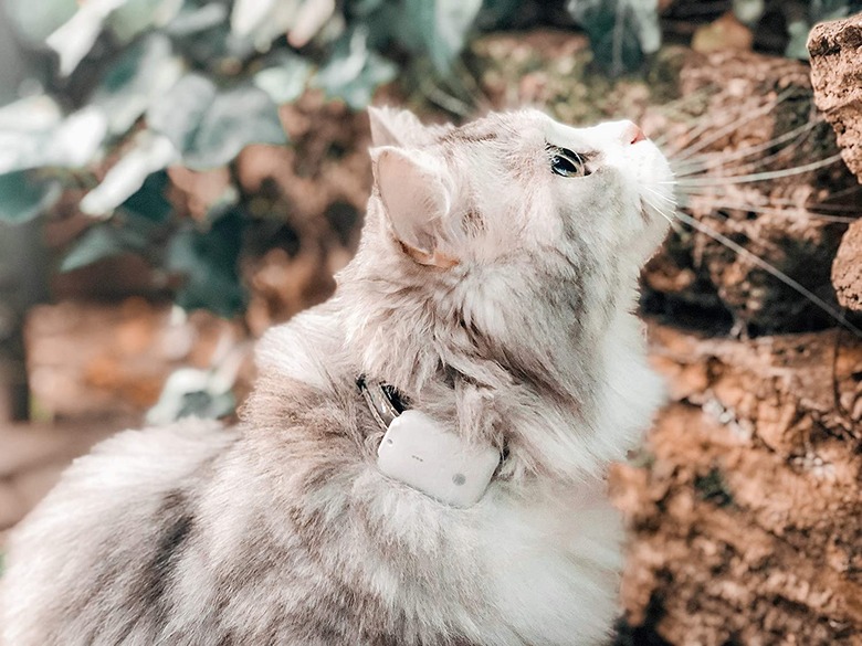 White and gray cat wearing a Girafus Cat Tracker RF Finder Longest Range.